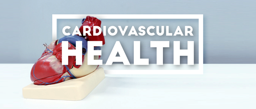 Cardiovascular Health: Keeping A Healthy Heart